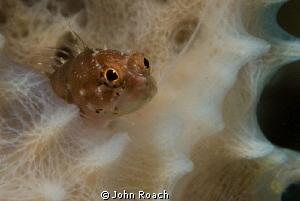 Ringed Blenny    "Starksia hassi" by John Roach 